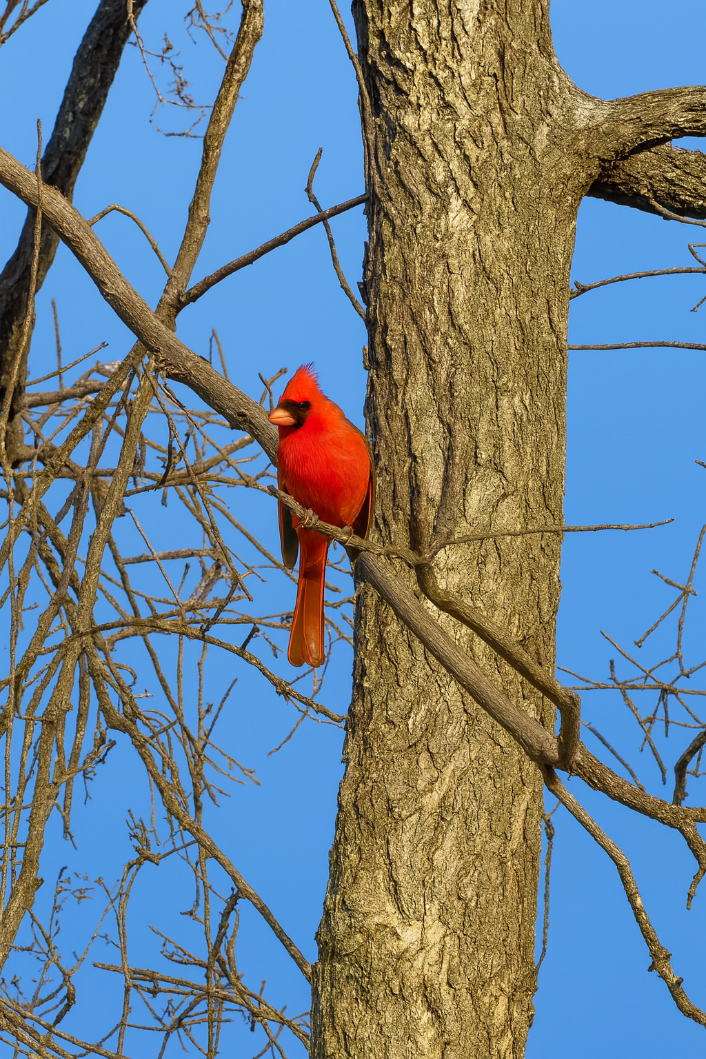 What foods should I leave out for birds.