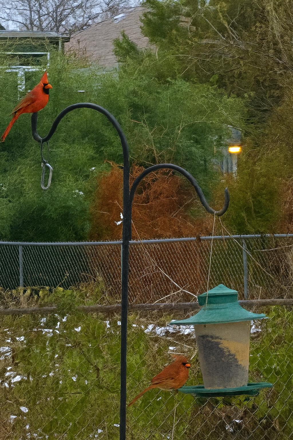 Cardinals in the snow: Winter Birds of Ohio